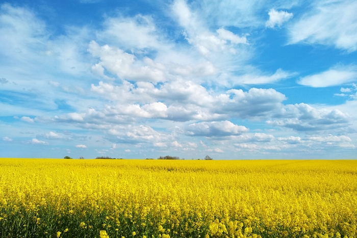 Landskapsbild på ett rapsfält med en blå himmel och moln.